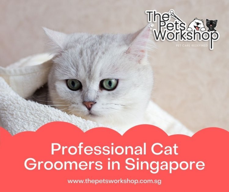 Who's Provide Best Professional Cat Grooming Service in Singapore?