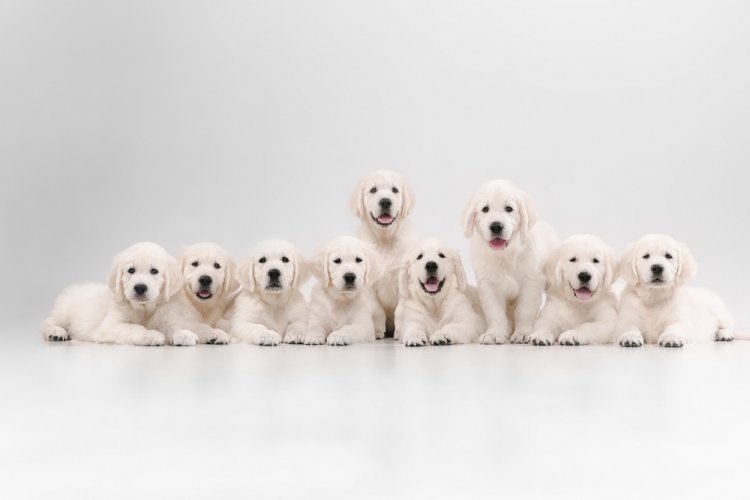 Few reasons why Golden Retrievers are the perfect breed for families