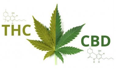 Benefits of CBD and THC together