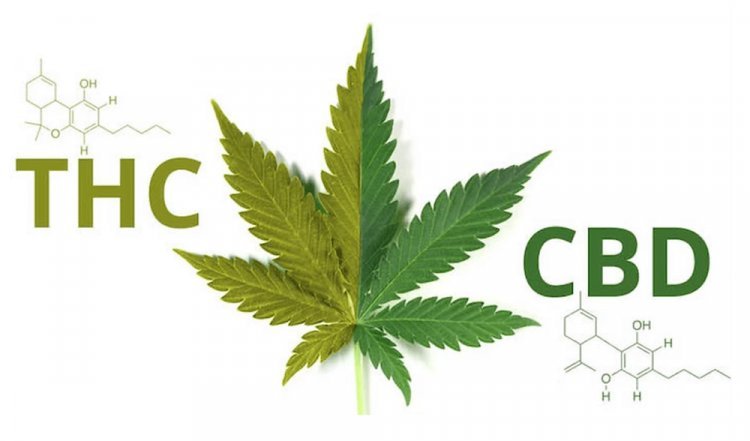 Benefits of CBD and THC together