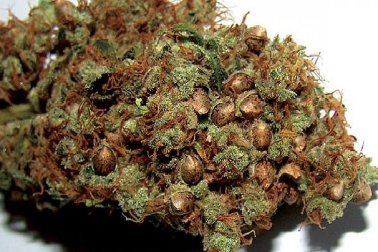 Reggie Weed