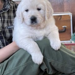 ggoldenretrievers@gmail.com